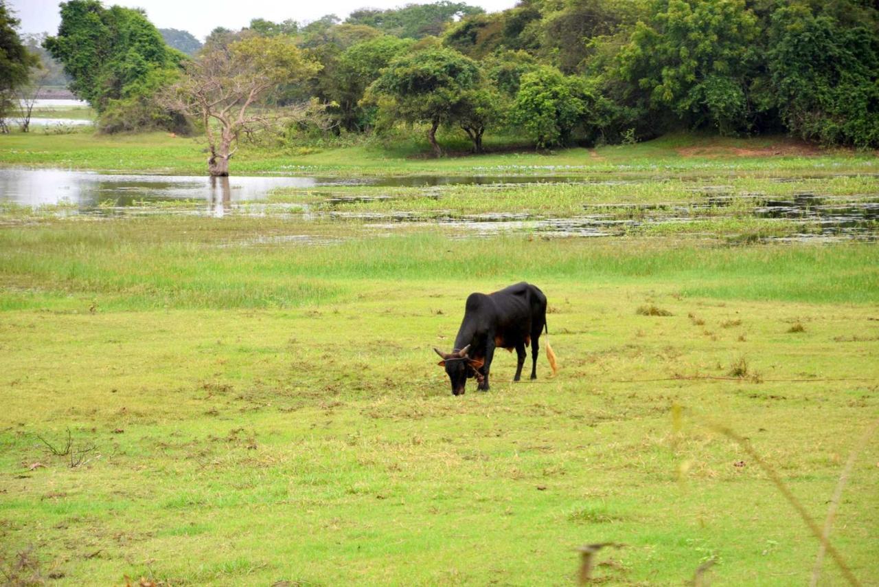 Dula Lake Resort Anuradhapura Zewnętrze zdjęcie